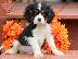 PoulaTo: Διατίθενται κουτάβια Cavalier King Charles Spaniel