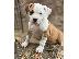 PoulaTo: American Staffordshire - Αμερικανικό Σταφορντσάιρ