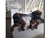 PoulaTo: amazing boxer puppies for sale 