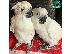 PoulaTo: babies cockatoo parrots for 200€