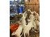 PoulaTo: Potty Trained Dogo Argentino κουτάβια