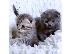 PoulaTo: Εκπληκτικό Scottish Fold Tica Kitten Ready
