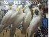 PoulaTo: Cockatoo parrots for sale