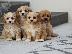 PoulaTo: Κουτάβια AKC Cavapoo