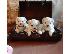 PoulaTo: Maltese Puppies (hypoallergenic Breed)