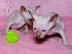 PoulaTo: Cornish Rex Kittens
