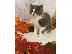 PoulaTo: Ragamuffin Kittens
