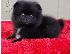 PoulaTo: 3 κουτάβια Super Tiny Pomerania