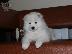 PoulaTo: Όμορφα υγιή Samoyed κουτάβια