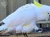 PoulaTo: talking cockatoo parrot for 200€