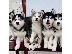 PoulaTo: Εξαιρετικά κουτάβια Husky Siberian