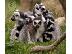 PoulaTo: Baby madagascar lemur για 300 €