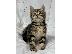 PoulaTo: Lijepa maine Coon mačkica kontaktirajte me putem (whatsapp 32460219218) ili (viber 2376795...