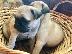 PoulaTo: πώληση Πυγς -pug