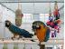 PoulaTo: scarlet παπαγάλος macaw για 200 €