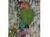 PoulaTo: love bird