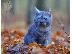 PoulaTo: υπέροχο Βρετανικό Shorthair maine coon