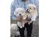 PoulaTo: ΔΙΑΘΕΣΙΜΑ LOVELY CHOW CHOW PUPPY