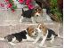 PoulaTo: Χαριτωμένα και γοητευτικά κουτάβια Beagle