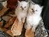 PoulaTo: Ragdolls Kittens