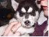 PoulaTo: Diathésima koutávia Sivirías Husky
