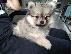 PoulaTo: πομερανικό κουτάβια /  pomeranian  mini