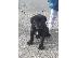 PoulaTo: Κουτάβια Cane Corso