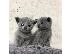 PoulaTo: Pedigree Russian Blue Kittens για νέα και αγαπημένη οικογένεια