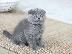PoulaTo: Scottish Fold kitten - Σκωτσέζικο γατάκι Φολντ