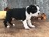 PoulaTo: Super Αξιολάτρευτο Boston Terrier Κουτάβια