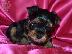 PoulaTo: TeaCup Yorkie κουτάβια για υιοθεσία.