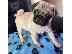 PoulaTo: Pug Puppies Available