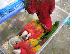 PoulaTo: Μιλώντας dna macaw παπαγάλος