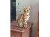 PoulaTo: Toyger Kittens