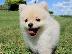 PoulaTo: Γλυκά μικρά κουτάβια Pomeranian