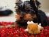 PoulaTo: AKC Yorkshire Terrier Puppy