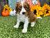 PoulaTo: Κουτάβια Cavalier King Charles Spaniel