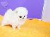 PoulaTo: πομερανός μινι καθαρόαιμα/ Pomeranian Mini