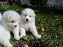PoulaTo: samoyed κουτάβια