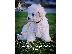 PoulaTo: Πωλείται κουτάβι Bichon Frise