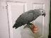 PoulaTo: Μωρό χεριών εκτρέφονται African Greys