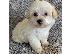 PoulaTo: Maltipoo