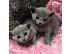 PoulaTo: Pedigree Russian Blue Kittens για νέα και αγαπημένη οικογένεια