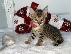 PoulaTo: Little Tigers Kittens
