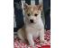 PoulaTo: Alaskan Klee Kai προς πώληση