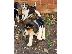 PoulaTo: Κουτάβια Beagle Tricolor..