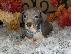 PoulaTo: Italian Greyhound