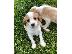 PoulaTo: Κουτάβια Cavalier King Charles