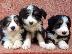 PoulaTo: Κουτάβια Border Collie 3 μηνών