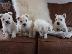 PoulaTo: Căței West Highland White Terrier